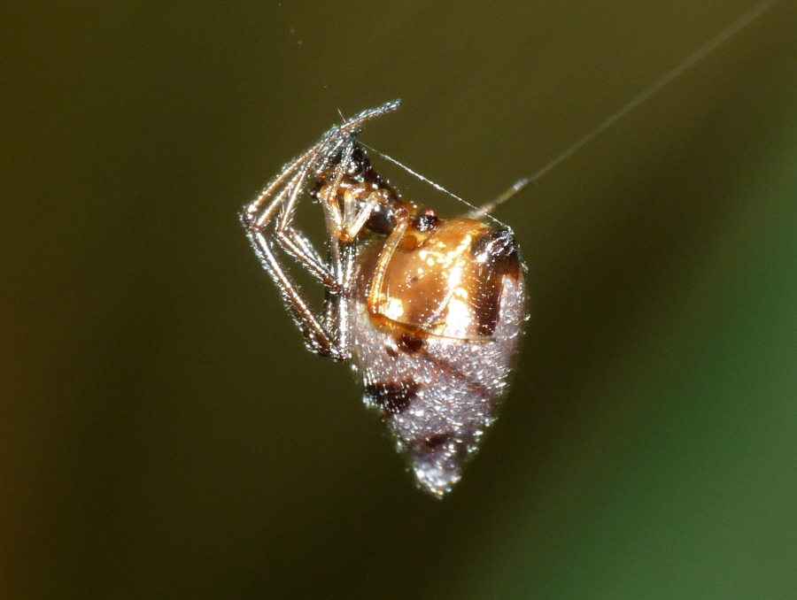 Argyrodes: colori e dimensioni